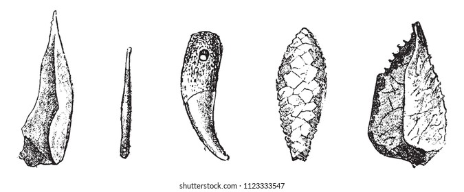 Armas y herramientas de la era del Gran Oso y el Reno, recogidas en las cuevas y refugios rocosos del Périgord, ilustración vintage grabada. De la creación natural y los seres vivos.