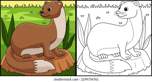 Weasel Animal Coloring Page Colored Illustration