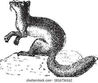 Weasel (animal), From the Dictionary of Word and Things, 1888.