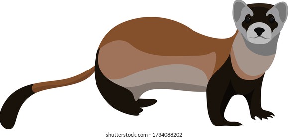 Weasel animal, illustration, vector on white background