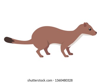 Weasel animal. Isolated vector illustration