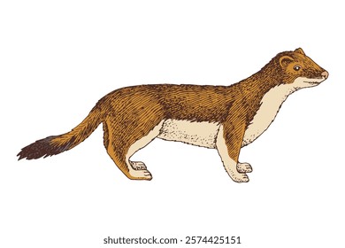 Weasel hand drawn colorful vector illustration