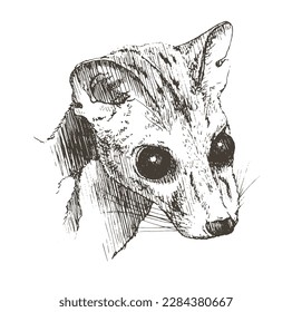 Weasel, hand drawn, vector illustration