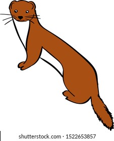 Weasel illustration, vector on white background.