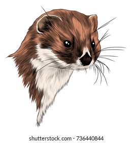 weasel sketch head vector graphics color picture