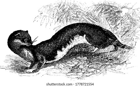 Weasel is a small very active carnivorous mammal having shape of slender with short legs, vintage line drawing or engraving illustration.