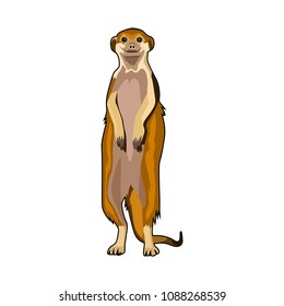weasel vector illustration