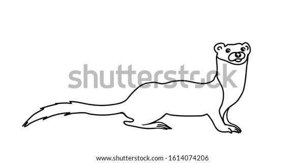 Weasel Vector Illustration Forest Ferret Outline Stock Vector (Royalty ...