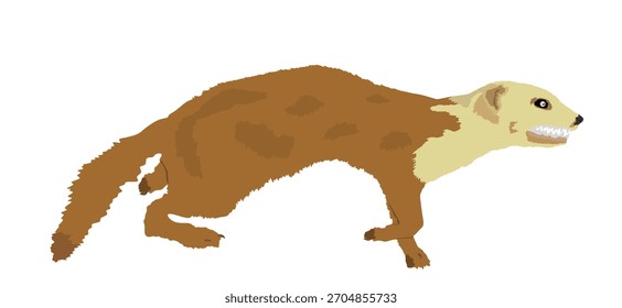 Ilustración vectorial de comadreja aislada. Pequeño animal mortal en la caza. Caricatura gráfica de Marten.