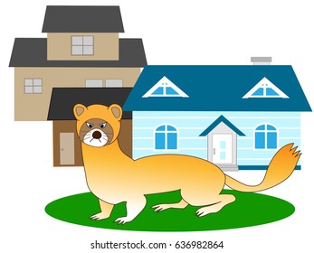 The weasel which appears in the residential area.