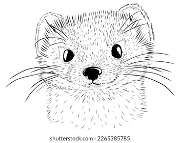 Weasels, ermine, stoat, wild animal, sketch, mammal, black and white illustration, line art. Portrait, head, muzzle. Stock vector image isolated on white background