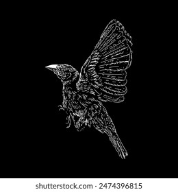 weaver bird hand drawing vector isolated on black background.