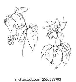
weaving wild graphic grape branches 