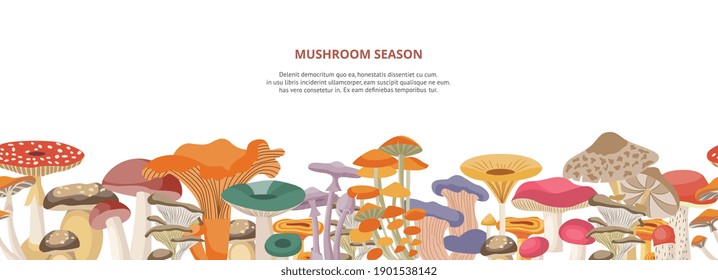 Web banner for mushroom harvest season, flat vector illustration on white background. Website page template with various colorful edible forest mushrooms.