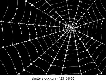 Web in drops of dew on a black background