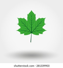 Web icon Green maple leaf .  Vector illustration on a white background. Flat design style.