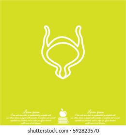 Web line icon. Bladder