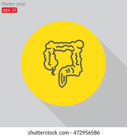 Web line icon. Colon, large intestine