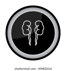 Web line icon. Kidneys