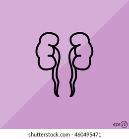 Web line icon. Kidneys