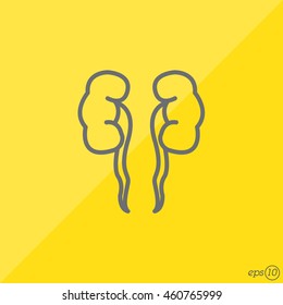 Web line icon. Kidneys