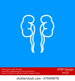 Web line icon. Kidneys