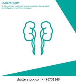 Web line icon. Kidneys