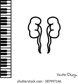 Web line icon. Kidneys