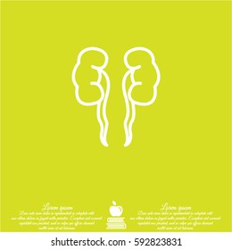 Web line icon. Kidneys