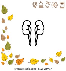Web line icon. Kidneys