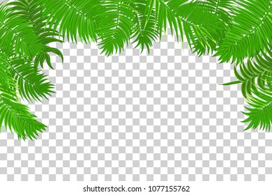 Web summer jungle frame banner. Green palm leaves template isolated transparent background. Vector abstract illustration. Realistic picture summer tropical Paradise mock up.