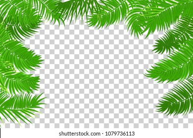 Web summer jungle frame banner. Green palm leaves template isolated transparent background. Vector abstract illustration. Realistic picture summer tropical Paradise mock up.