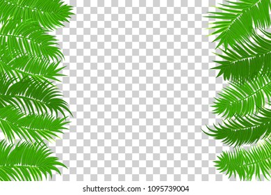 Web summer jungle frame banner. Green palm leaves template isolated transparent background. Vector abstract illustration. Realistic picture summer tropical Paradise mock up.