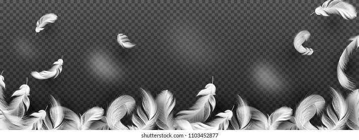 Website header or banner with white feather on transparent background.