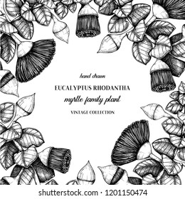 Wedding invitation design. Hand drawn Eucalyptus rhodantha flowers illustration. Vintage greeting card with floral elements. Vector botanical frame. Australian red eucalyptus - rose mallee.