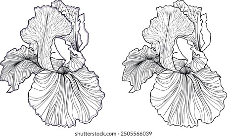 Wedding Linear Design iris sketch flower Clip art Line botanical illustration linear detailed drawing coloring page adults object Linework graphic coloring book flowers set modern ornamental outline	