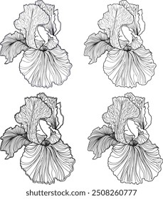 Casamento Linear Design íris esboço flor Clip art Linha ilustração botânica linear detalhada desenho colorir página adultos objeto Linework gráfico colorir livro flores definir moderno contorno ornamental	