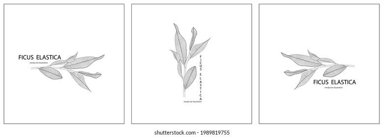 Wedding logo, Botanical rustic trendy greenery of ficus branches with leaves illustration. Floral logo design. Badges, emblems, logotypes for organic cosmetics, florist, photography, wedding logos.