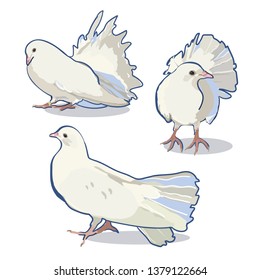 Wedding vector illustration set with realistic, cute doves.