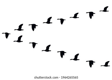 A wedge of geese flying in the sky, isolated on a white background. Vector stock illustration. Migration
