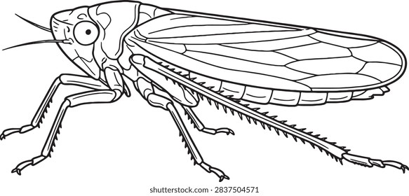 Wedge Shaped Leafhopper Side Profile Outline Illustration