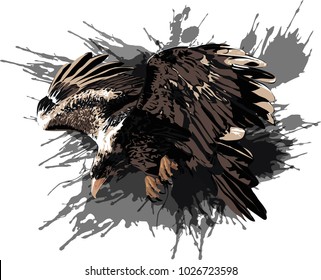 Wedge tailed eagle  - Vector illustration  -  Bird of Prey  