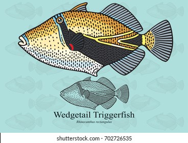 Wedgetail Triggerfish, Reef Triggerfish, Humuhumu. Vector illustration with refined details and optimized stroke that allows the image to be used in small sizes.