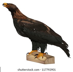 Wedge-tailed Eagle - Aquila audax