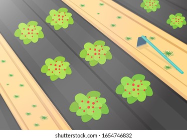 Weed control with black plastic in strawberry farm, vector art