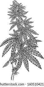 Weed Hand Drawing Illustration Vector