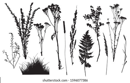 Weed, wild plants in field and forest, set of silhouette. Vector illustration