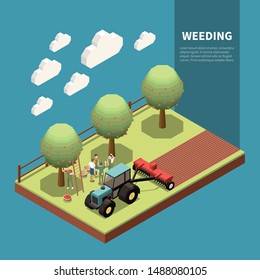 Weeding isometric composition with farmers harvesting apples and tractor cultivating soil around orchard trees vector illustration 