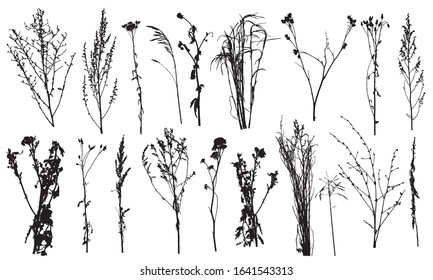 Weeds and different plants, set of silhouettes. Vector illustration.