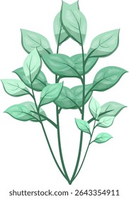 Ervas daninhas Folhas de Oblong, bonitas e frescas